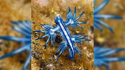 Vorsicht im Spanien-Urlaub: Strände an der Costa Blanca wegen gefährlicher Seeschnecke geschlossen