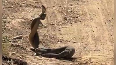 USA: Wilder Klapperschlangen-Kampf am Reyes Peak – um Weibchen zu beeindrucken