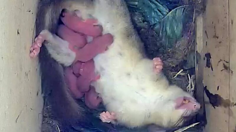 Nachwuchs in Leverkusen vor der Internet-Kamera: Sieben süße Babys für Familie Siebenschläfer