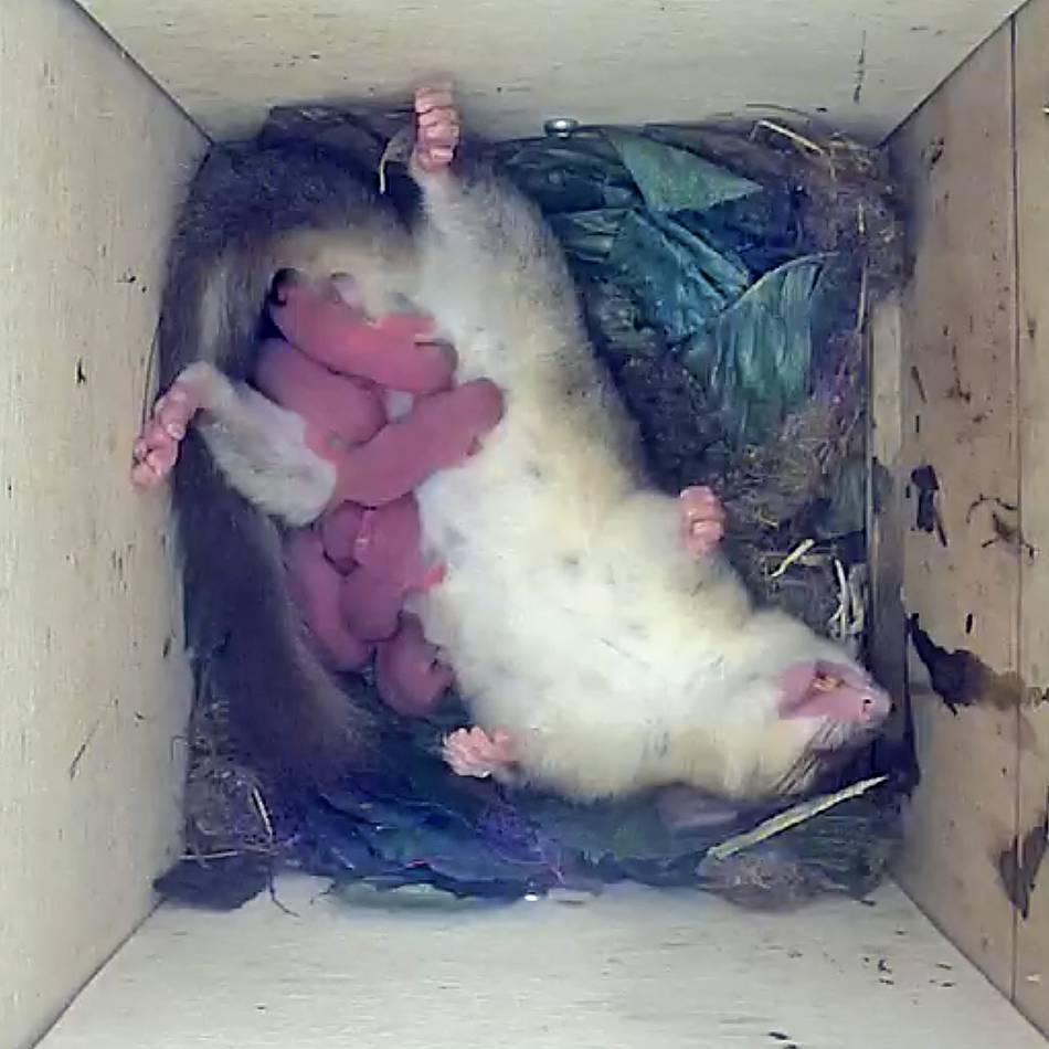 Nachwuchs in Leverkusen vor der Internet-Kamera: Sieben süße Babys für Familie Siebenschläfer