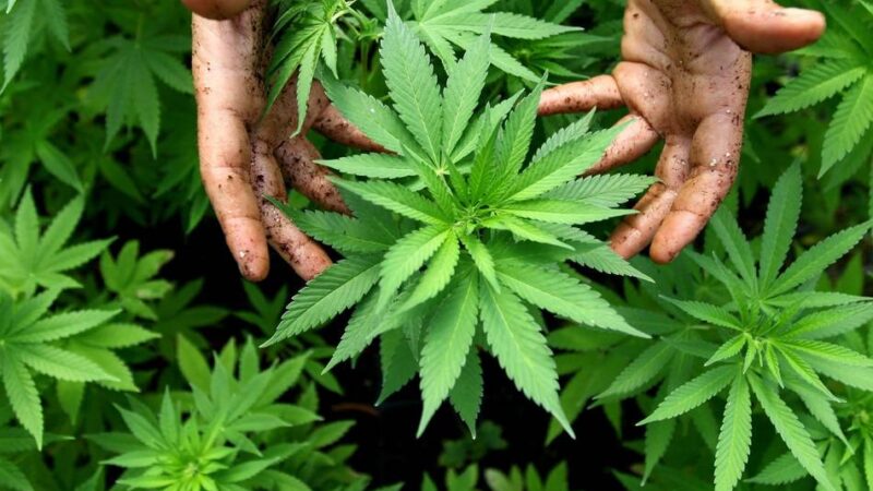 Prozessbeginn gegen zwei Leverkusener: Mit Marihuana-Plantage in Omas Haus 300.000 Euro verdient