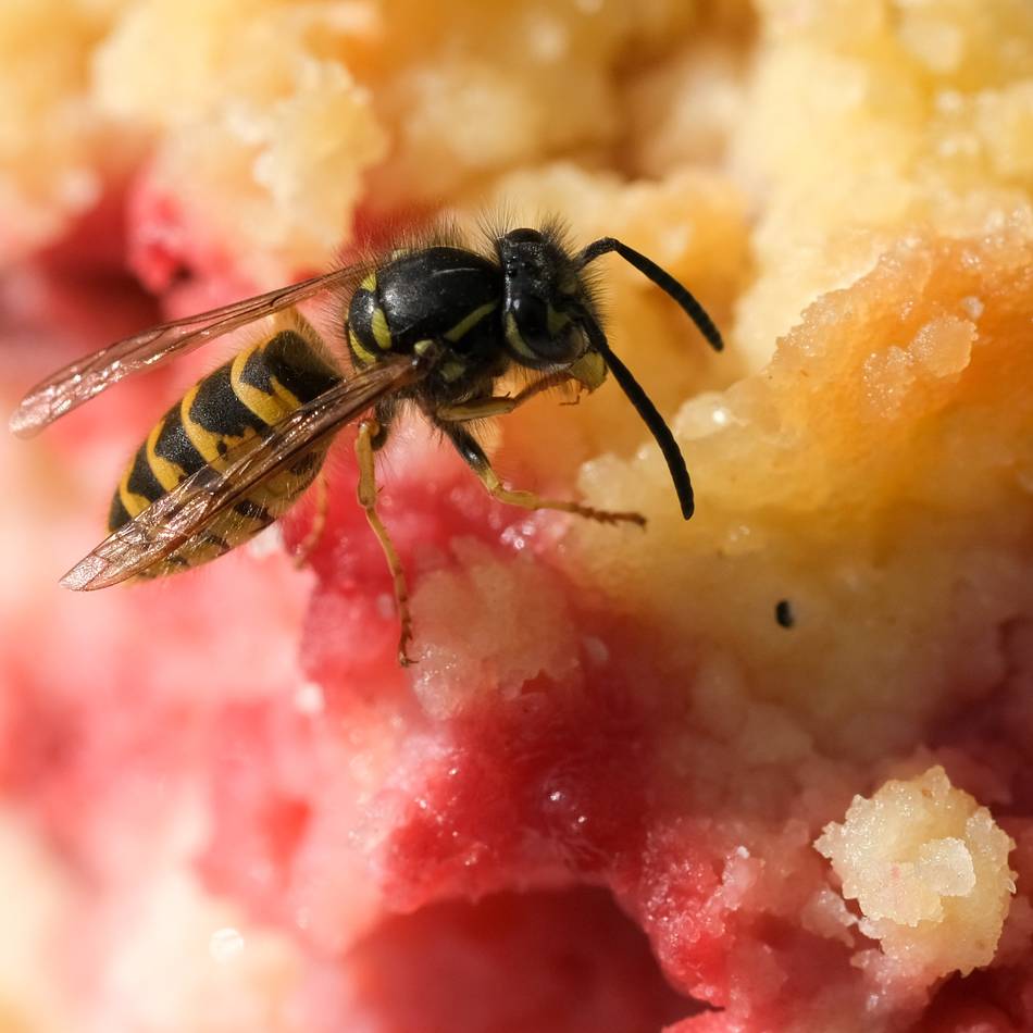 Was tun gegen Wespen?: Wasser-Attacke aus der Sprühflasche