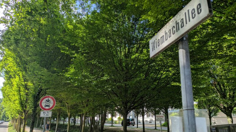 Hochwasserschutz: Initiative für Wiembachallee pocht auf Erhalt aller Hainbuchenreihen in Opladen