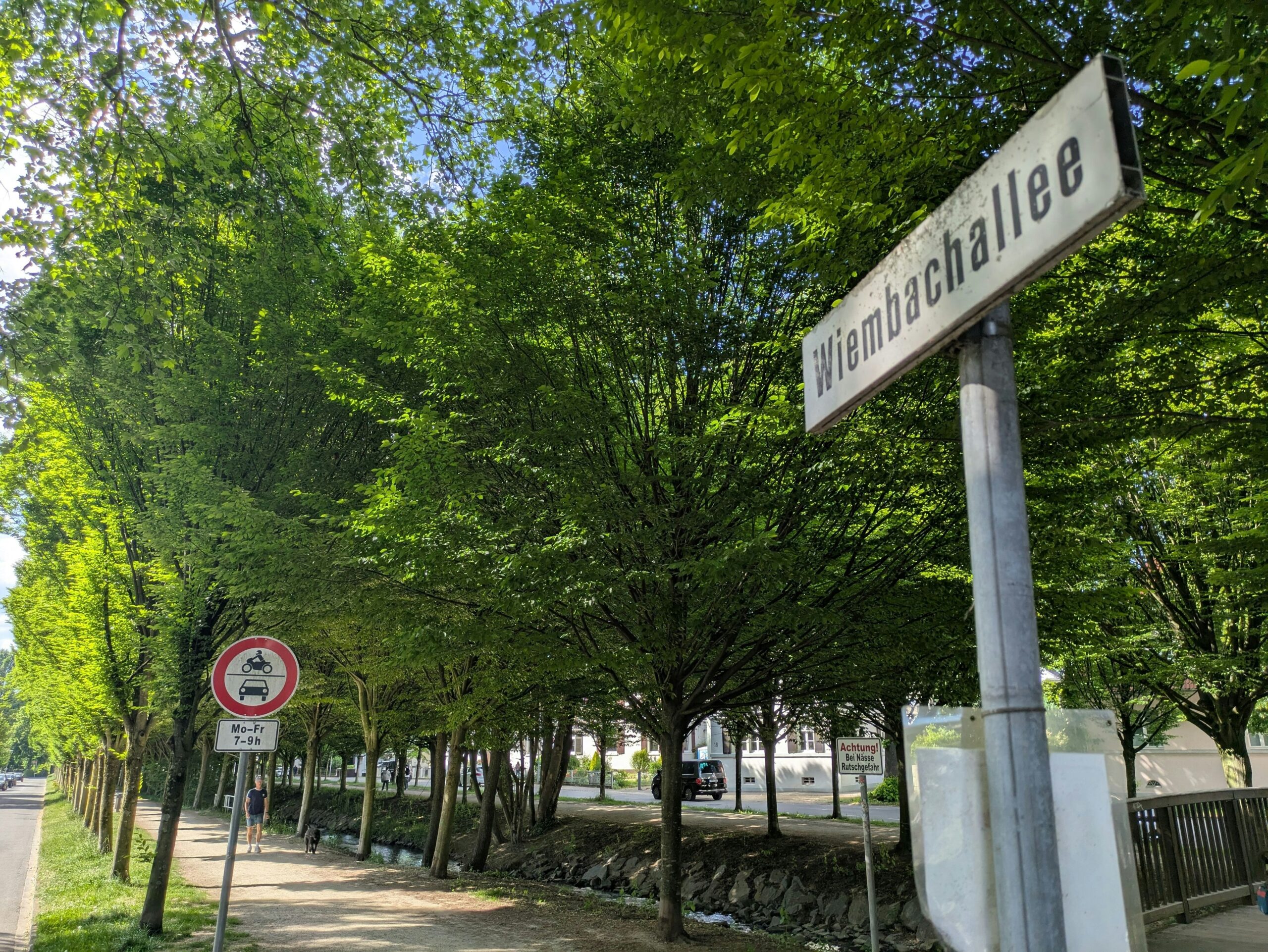 Hochwasserschutz: Initiative für Wiembachallee pocht auf Erhalt aller Hainbuchenreihen in Opladen