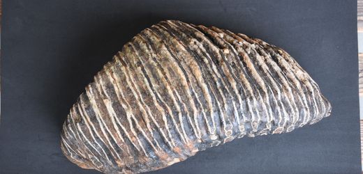 Düsseldorf: Hobby-Archäologe findet 125.000 Jahre alten Mammutzahn im Rhein