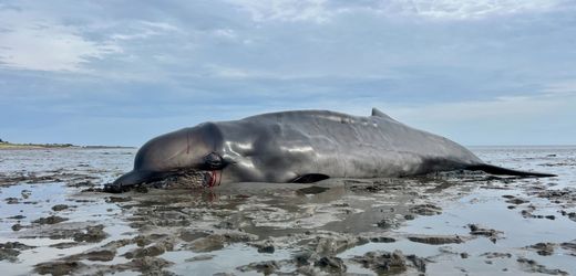 Sylt: Abgemagerter Wal war offenbar Jungtier