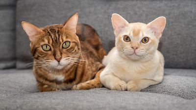 Neumünster: Feuerwehrleute retten Katzen das Leben, doch DAMIT haben sie nicht gerechnet