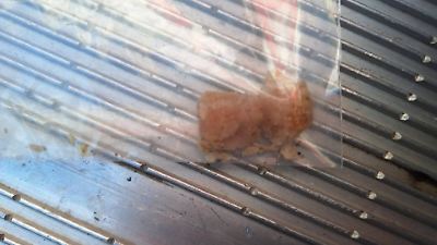 Süssau (Kreis Ostholstein): Giftiger Brocken Phosphor? Hundeleckerli löst Großeinsatz aus – Urlauber ruft die Polizei