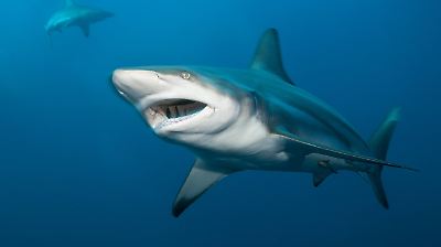 Florida: Brutaler Haiangriff! Junge (8) muss schwer verletzt ins Krankenhaus