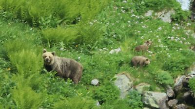 Slowakei: Bär greift Jogger an – 27-Jähriger verletzt