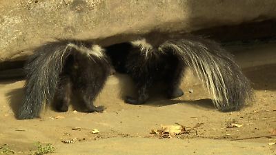 Stinktiernachwuchs in der ZOOM-Erlebniswelt – gleich 13 Jungtiere in Gelsenkirchen auf die Welt gekommen 