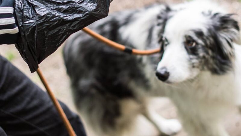 Ratsantrag in Leverkusen: Bürgerliste will Kotbeutel für Hunde vorschreiben